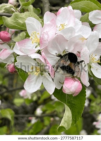 Bumblebee in apple blossoms. Spring background.