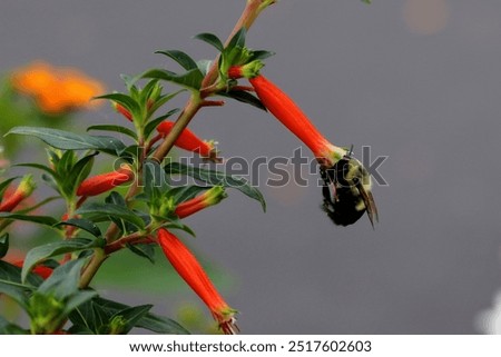 bumblebee bashfully buried in flute of firecracker flower