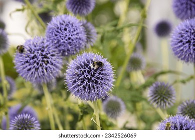 Bumblebee and bee are sitting on intense purple blooming globe thistle