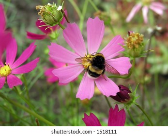 Bumblebee behind work