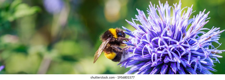 Bumblebee and blue flower Echinops sphaerocephalus. Blue globe thistle or great globe thistle or pale globe-thistle flowering plant. Bumble bee and Perfect attracting pollinator blossom, banner - Powered by Shutterstock