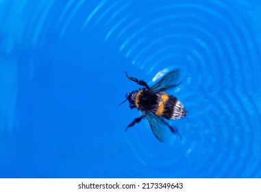 Bumblebee Blue Water Big Bumblebee Swims Stock Photo 2173349643 ...