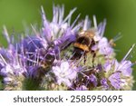 Bumblebee (Bombus) on purple flake flower. Macro. Germany, Swabian Alb.