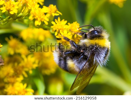 Bumblebee (Bombus pascuorum) on a yellow flower