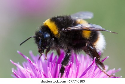 Bumblebee, bombus terrestris - Shutterstock ID 677740183