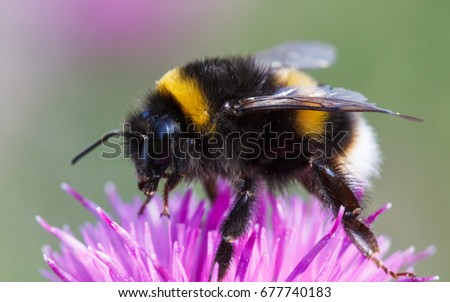 Bumblebee, bombus terrestris
