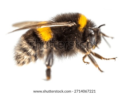 Bumblebee Bombus terrestris, the buff-tailed bumblebee or large earth bumblebee, isolated on the white background