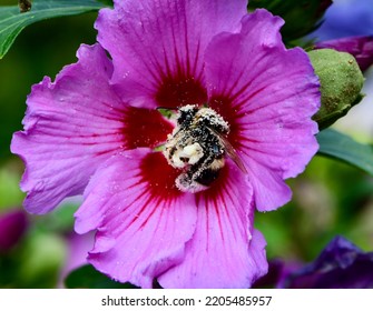 Bumblebee (Bombus terrestris) covered with pollen.  - Shutterstock ID 2205485957