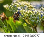 bumblebee, bumble bee, genus Bombus, part of Apidae, one of the bee families.