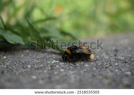 bumblebee, bumble bee, bumble-bee, humble-bee