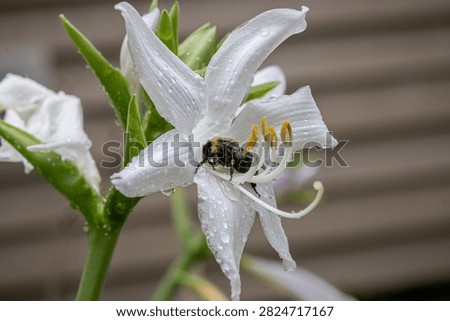 A bumblebee burrows into a white hosta flower, its long curling stamens and golden anthers framing the pollinator in soft focus.