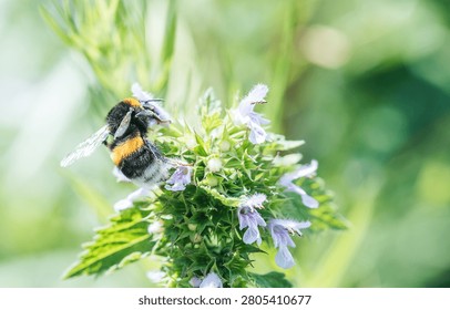 A bumblebee buzzes joyfully while collecting pollen from delicate flowers on a sunny day. The vibrant green foliage creates a perfect backdrop for this pollination activity.