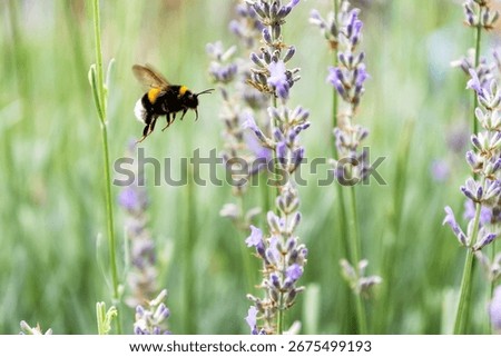 A bumblebee is captured mid-flight, approaching a cluster of blooming lavender flowers. The bee's fuzzy body and delicate wings are in sharp focus
