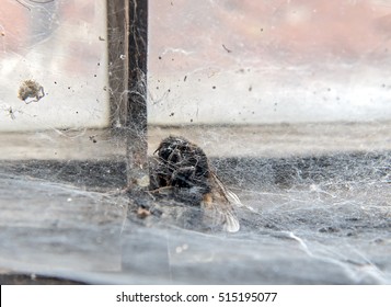 Bumblebee caught in a spider web on the window