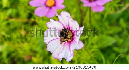 Bumblebee in the center of the cosmos flower.