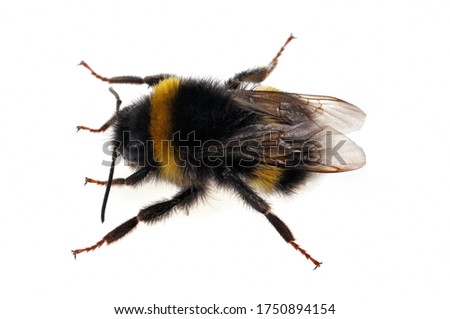 Bumblebee close up on white background