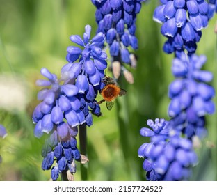 A Bumblebee Closeup Among Grape Hyacinth At Spring In Jena