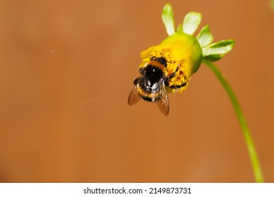 Bumblebee Closeup Bug Pollen Insect Honey Detail Buzz Garden Flower