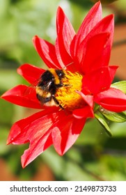 Bumblebee Closeup Bug Pollen Insect Honey Detail Buzz Garden Flower