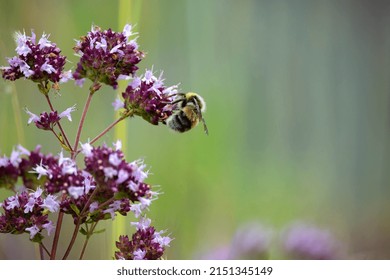 Bumblebee Closeup On Oregano Flower, Natural Background.