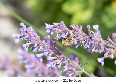 Bumblebee Closeup On Purple Flower