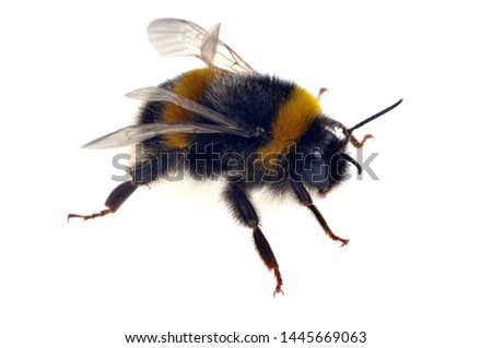 Bumblebee in closeup on white background