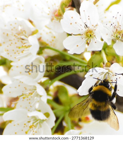 Bumblebee colecting nectar on white spiring blossom. Close-up of pollinator insect on blooming tree branch in soft natural light. concept of nature, ecology and pollination.
