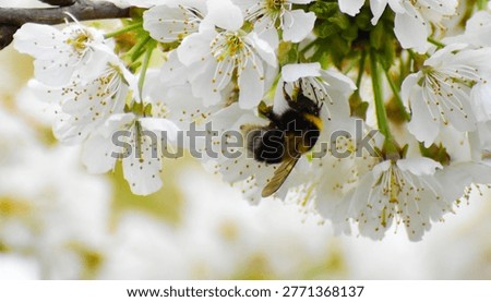 Bumblebee colecting nectar on white spiring blossom. Close-up of pollinator insect on blooming tree branch in soft natural light. concept of nature, ecology and pollination.