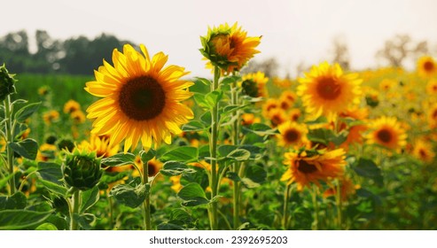 Bumblebee collecting honey nectar and pollen from sunflower close-up footage. Bee flying and pollinating flowers slow-motion. Flowering field of sunflowers. 4K resolution. Summer evening sunset.  - Powered by Shutterstock