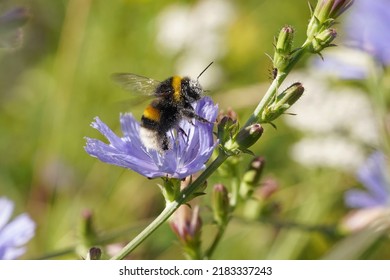 Bumblebee collecting nectar from flower. Buff tailed bumblebee or large earth bumblebee (Bombus terrestris) in a field overgrown with a Common chicory (Cichorium intybus) and other herbs. - Shutterstock ID 2183337243