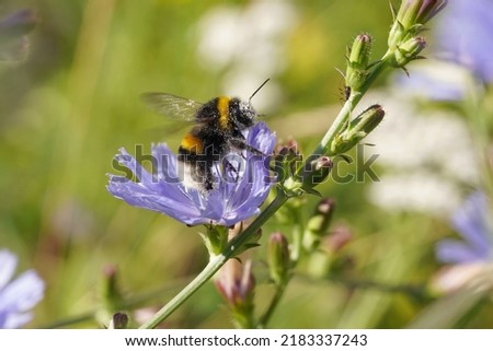 Bumblebee collecting nectar from flower. Buff tailed bumblebee or large earth bumblebee (Bombus terrestris) in a field overgrown with a Common chicory (Cichorium intybus) and other herbs.