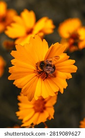 Bumblebee collecting nectar on a bright yellow daisy in a sunny summer garden, close-up nature wildlife scene
