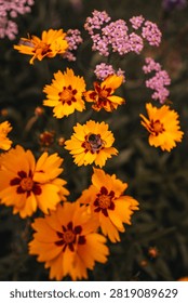 Bumblebee collecting nectar on a bright yellow daisy in a sunny summer garden, close-up nature wildlife scene