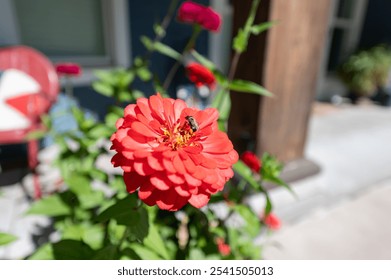 A bumblebee collecting nectar from a pink Zinnia in a garden - Powered by Shutterstock