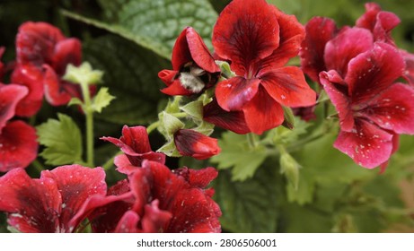 Bumblebee collecting nectar from red geranium flower bud