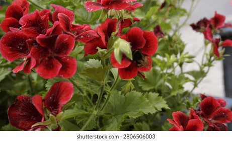 Bumblebee collecting nectar from red geranium flower bud