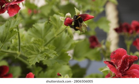 Bumblebee collecting nectar from red geranium flower bud