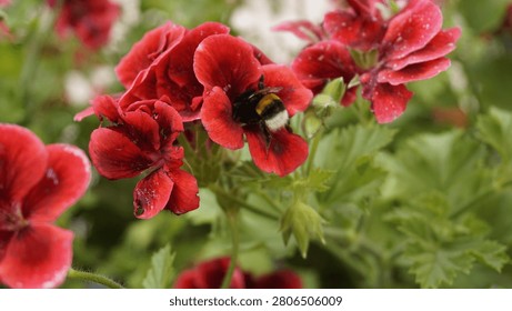 Bumblebee collecting nectar from red geranium flower bud