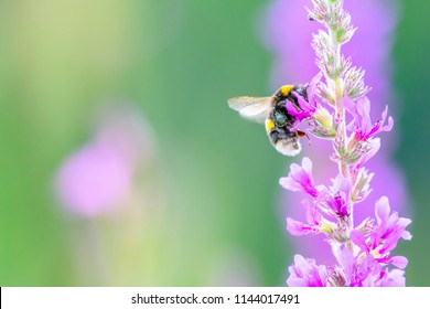 Bumblebee Collecting Nectar From Violet Flowers Growing On Summer Meadow In Uk.Colourful Nature Image With Space For Copy.Insect In Flight With Slightly Blurred Wings Due To Movement.