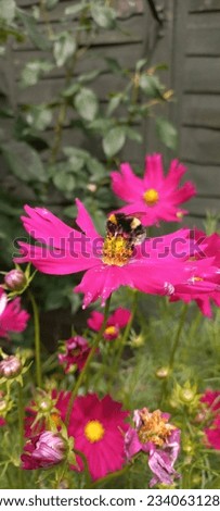Bumblebee collecting pollen from a bright pink cosmos flower