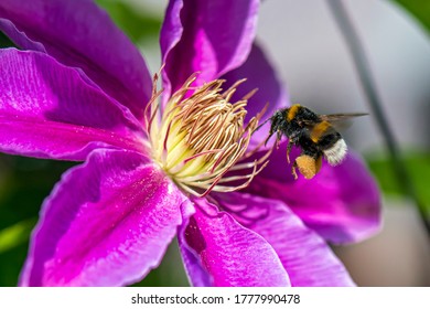Bumblebee collecting and suck nectar on flowers