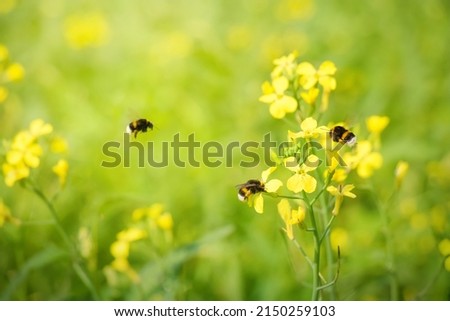 Bumblebee collects nectar in natural habitat outdoors, closeup. Beautiful Nature summer scene. Scenic poster Wallpaper with bumble bee on yellow turnip flower.