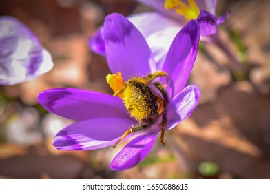 Bumblebee Collects Nectar In Purple Crocus Macro