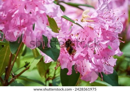 A bumblebee collects pollen from pink, beautiful rhododendron flowers