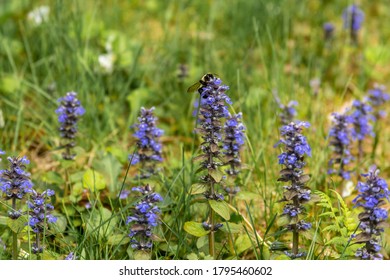 Bumblebee And A Common Bugle