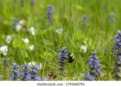 Bumblebee And A Common Bugle