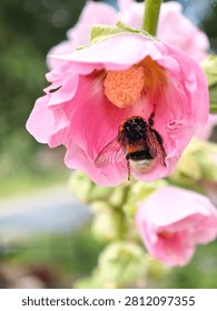 Bumblebee covered in pollen inside pink hollyhock flower
