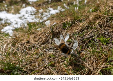 A bumblebee crawls into a crocus, bumblebee pollinates crocuses in spring, the snow melts and the crocuses bloom, winter is over and the brown yellow bumblebees fly