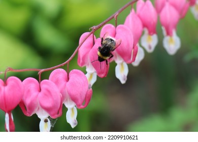 Bumblebee Crawls On A Pink Flower On A Green Background