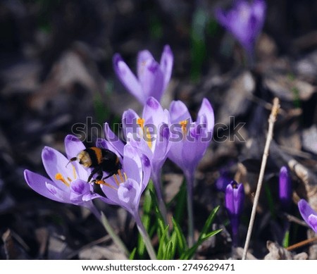 A bumblebee feasts on the first crocuses